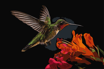 hummingbird and flower, Hummingbird in flight, picking a flower with a black background © adatheartist