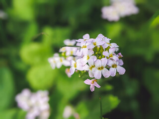 Close up white flowers of garlic mustard (Alliaria petiolata), family Brassicaceae, Cruciferae.