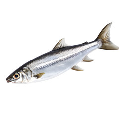 Fresh fish on white background png transparent background