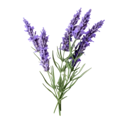 Gartenposter Lavender isolated on white png transparent background © PNG STORE
