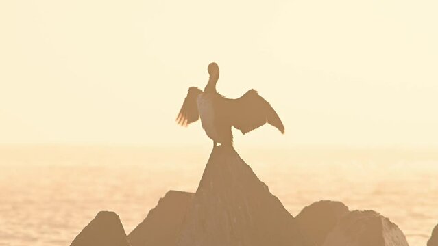 Bird Cormorant on a rock in the sea on a morning light at sunrise. Silhouette of a European shag bird at sunrise.