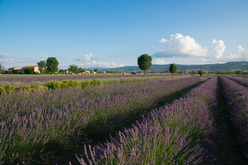 View of Umbria countryside with lavender field in july, Italy