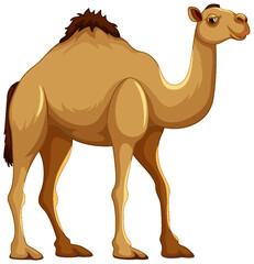 Walking Camel Isolated
