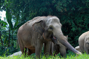 Fototapeta premium an elephant waiting for food