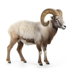 white ram isolated on white background.