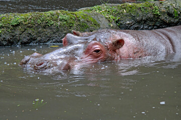Fototapeta premium Hippopotamus in the water waiting some food in the zoo