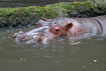 Hippopotamus in the water waiting some food in the zoo