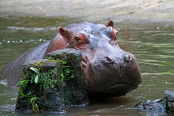 Fototapeta premium Giant hippopotamus looking for some foos
