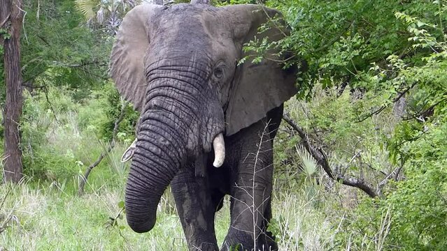 Elefant in der afrikanischen Steppe