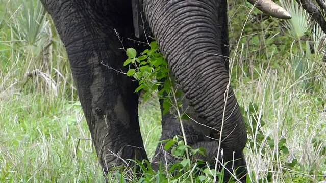 Elefant in der afrikanischen Steppe