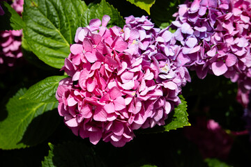 Pink blühende Hortensie