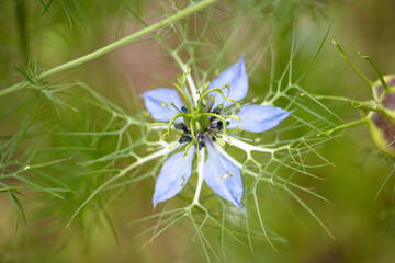 Blüte Jungfer im Grünen