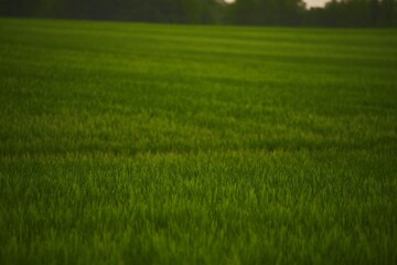 Obraz na płótnie Canvas Field of fresh green barley cereals. Agricultural field. Green malting barley in the field.