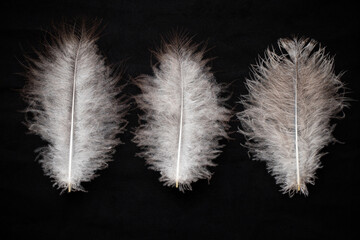 Three large bird feathers lie on a black fabric as a background
