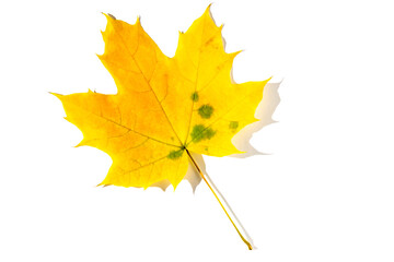 colorful autumn maple leaf with hard light isolated on white background