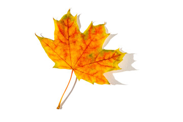 colorful autumn maple leaf with hard light isolated on white background