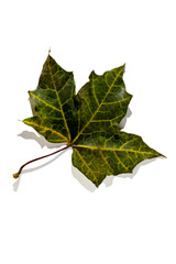 colorful autumn maple leaf with hard light isolated on white background