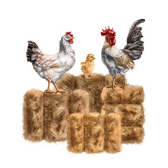 A composition of a white chicken, a chicken and a gray rooster among a pile of golden haystacks. For postcards, textiles, booklets, banners, stickers. Digital illustration