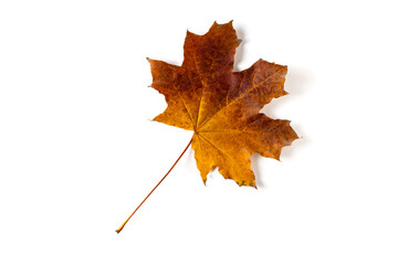 colorful autumn maple leaf isolated on white background