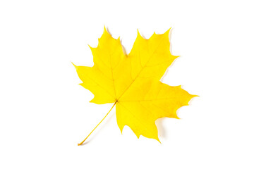 colorful autumn maple leaf isolated on white background