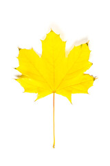 colorful autumn maple leaf isolated on white background