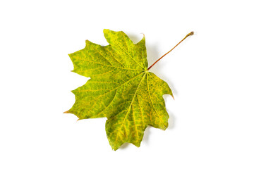 colorful autumn maple leaf isolated on white background