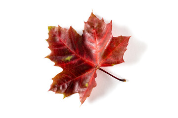 colorful autumn maple leaf isolated on white background