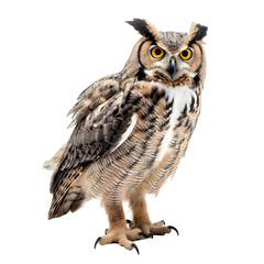 Obraz premium Owl looking forward full body shot on transparent background cutout - Generative AI