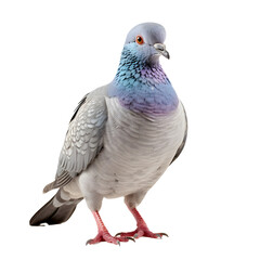 Pigeon looking forward full body shot on transparent background cutout - Generative AI