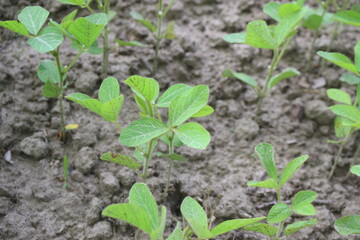 Soybean plantation