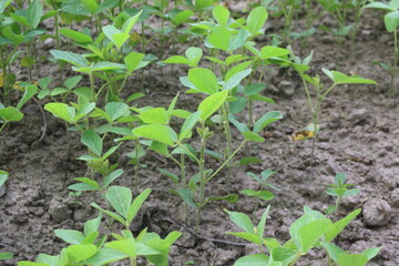 Soybean plantation