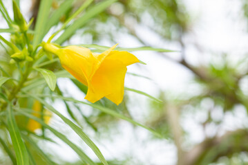 Trumpet flower or Yellow Oleander (Thevetia peruviana). Beautiful flower blooming in sunny garden,...