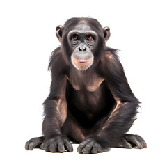 Chimpanzee looking forward full body shot on transparent background cutout - Generative AI