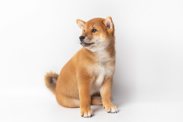 Cute portrait of Red-haired Japanese smiling cute puppy Shiba Inu Dog sitting on isolated white background, front view. Happy pet. funny ginger dog looking to the side with copy space.