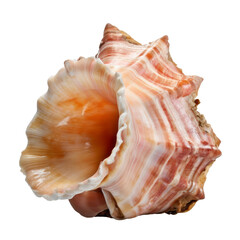 Fototapeta na wymiar sea shell isolated on transparent background cutout