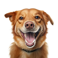 golden retriever dog isolated on transparent background cutout