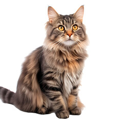 Cat looking forward full body shot on transparent background cutout - Generative AI