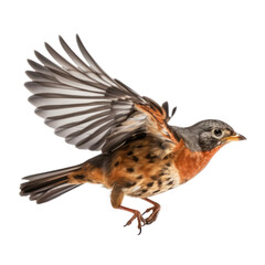 common pheasant isolated on transparent background cutout