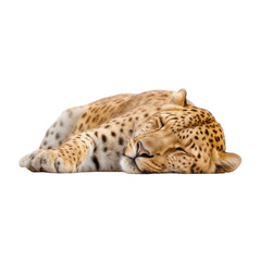 Obraz premium leopard sleep isolated on transparent background cutout