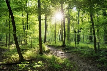 Tranquil Forest Clearing: Sunlight Filtering Through the Trees for a Peaceful Retreat, generative AI
