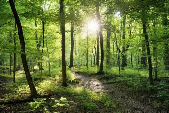 Tranquil Forest Clearing: Sunlight Filtering Through the Trees for a Peaceful Retreat, generative AI