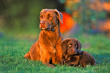 Chesapeake Bay Retriever with few week old puppy together on grass after playing.