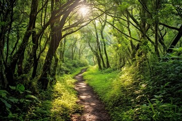 Obraz premium Nature's Serenity: Tranquil Forest Path with Sunlight Filtering Through the Canopy, a Serene Background, generative AI