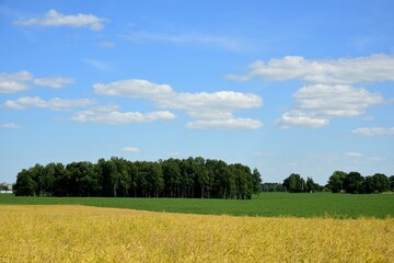 Beautiful summer landscape with yellow and green corn field in foreground and blue sky with white clouds