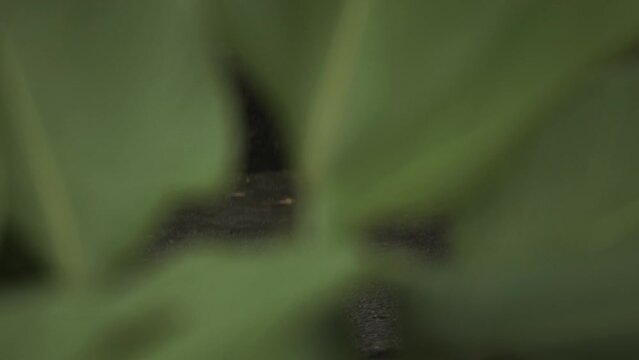 cryptic shot of tiger behind green leaves in forest or lush grassland
