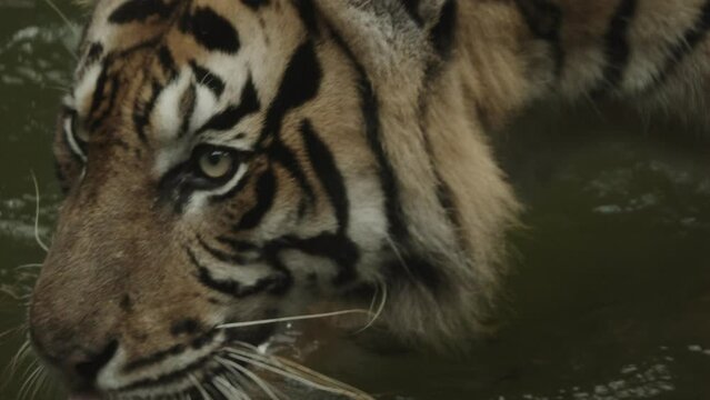 Rare Big tiger in water, river or lake, drinking and cooling off