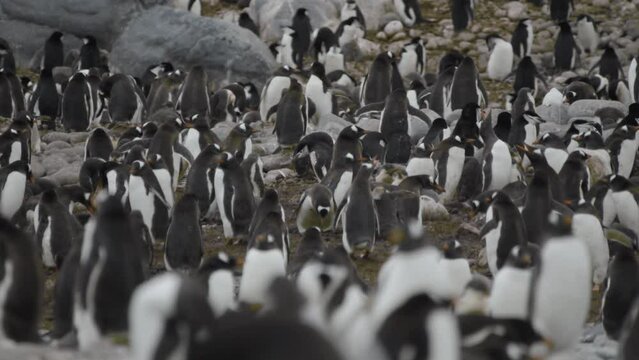 Big penguin colony on beach, stunning location