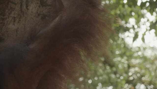 Close up detail of orangutan hair on arm
