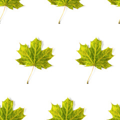 Seamless pattern of colorful autumn maple leaf isolated on white background