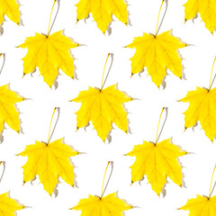 Fototapeta premium Seamless pattern of colorful autumn maple leaves with hard light isolated on white background